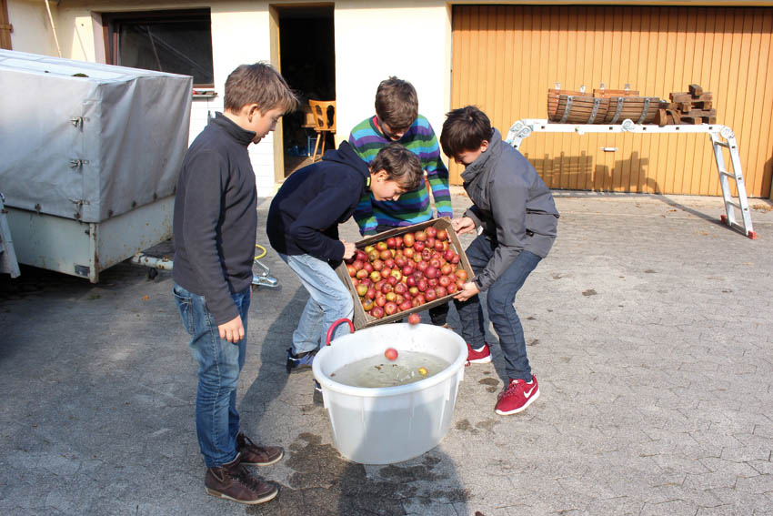 Apfelernte Bauernhofprojekt