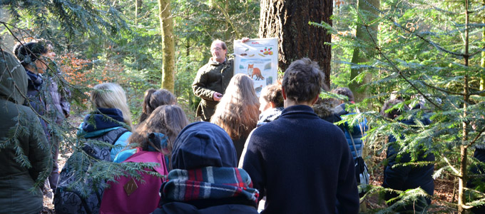 10bili im Wald