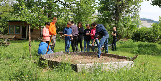 Sojaanbau im Schulgarten
