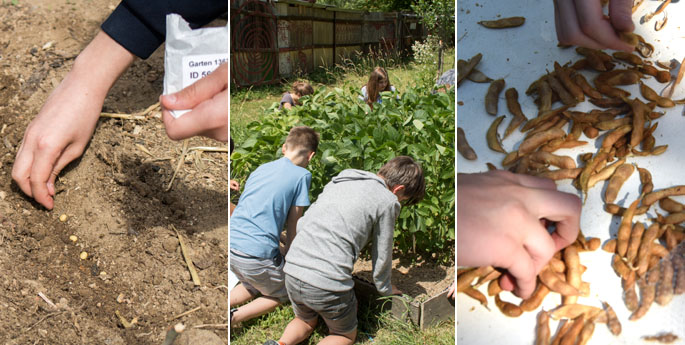 Sojaprojekt im ANGELL-Schulgarten