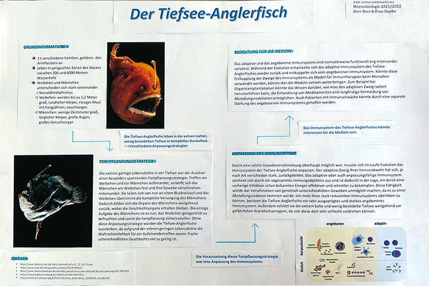 Poster zur Seminarbeit über Anglerfische