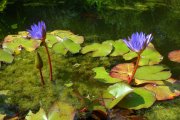 Die Schlüsselblumen im Botanischen Garten