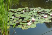 Die Schlüsselblumen im Botanischen Garten