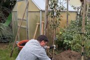 Nr. 30 - Birnbaum zwischen Äpfeln, Feigen und Weinreben