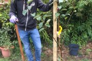 Nr. 70 - Apfelbaum frisch eingepflanzt
