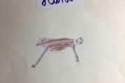 Olympiade der Tiere