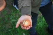 Eierfärben im Schulgarten