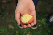 Eierfärben im Schulgarten
