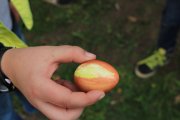 Eierfärben im Schulgarten