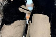 Pinguine aus Papier, Kleister und Gips
